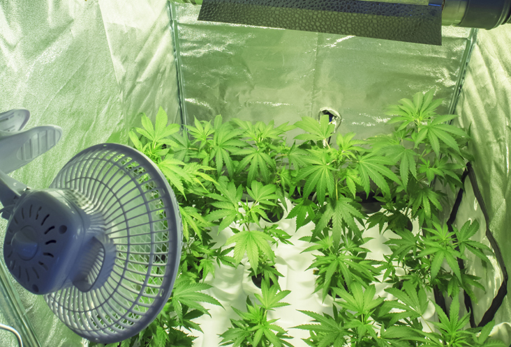 How to grow cannabis marijuana