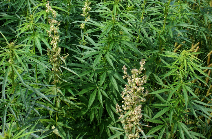 Breeding Cannabis for Seeds